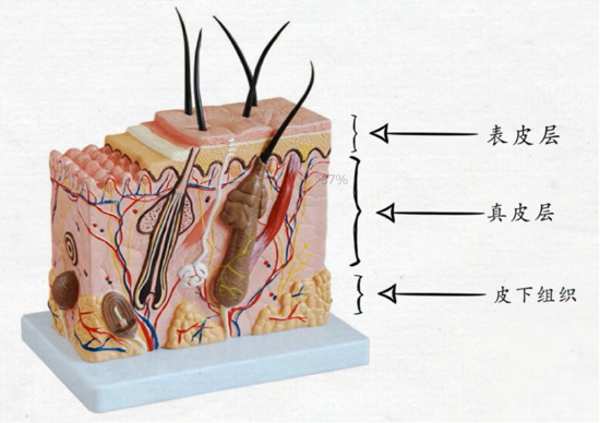 熬夜整理，射頻美容儀抗老真相，看這一篇就夠了