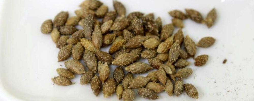 中醫(yī)美白祛斑 內(nèi)調(diào)外養(yǎng)見效快