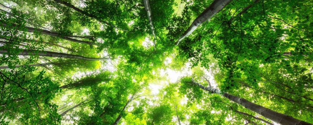 五大食物教你輕松撫平皺紋