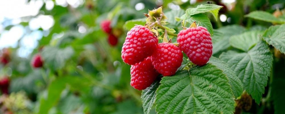 薦 神奇藥茶抗衰老功效一覽