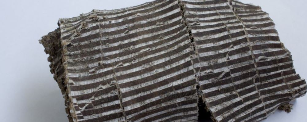 老人補腎強筋骨須選良藥杜仲